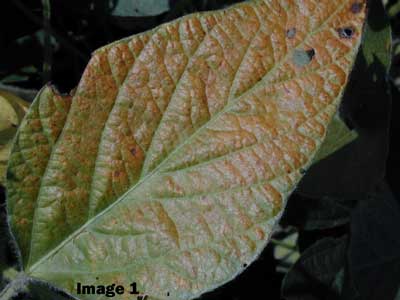 CERCOSPERA LEAF BLIGHT IN SOYBEANS